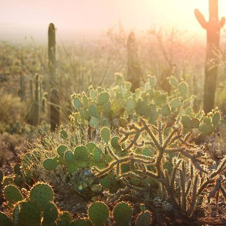 Historic 1900 Adobe Downtown Barrio Retreat, Low Summer Rates! Apartment Tucson Luaran gambar